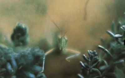 Favorite Albums | #32: Steely Dan – Katy Lied (1975)
